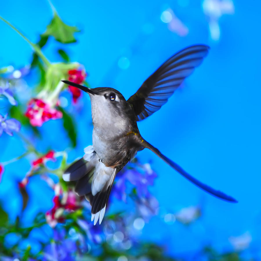 Hummer And Flowers On Acrylic Photograph by Randall Branham