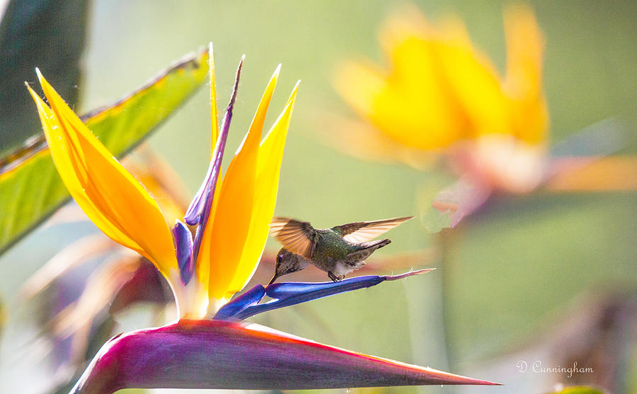 Hummingbird Photograph - Hummer at Bird of Paradise by Dorothy Cunningham