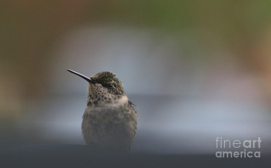 Bird Photograph - Hummer at rest by Barb Dalton