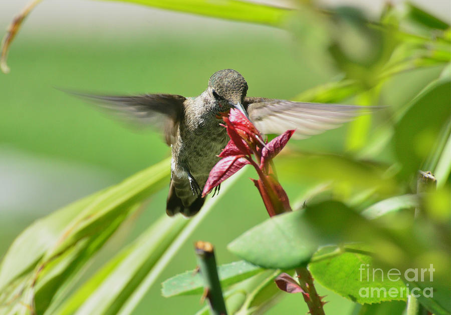 Hummer at the Rose Photograph by Debby Pueschel