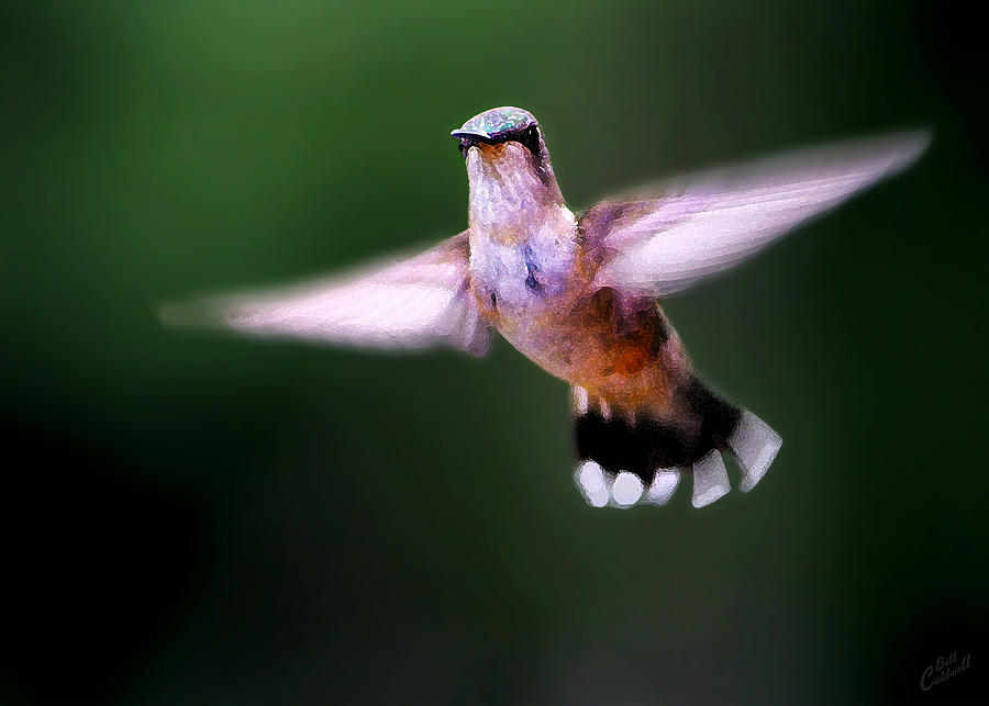 Hummer Ballet 3 Photograph by ABeautifulSky Photography by Bill Caldwell