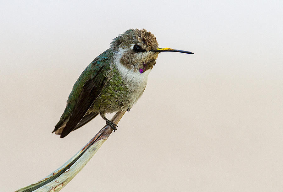 Hummingbird Photograph - Hummer by Bob Kemp