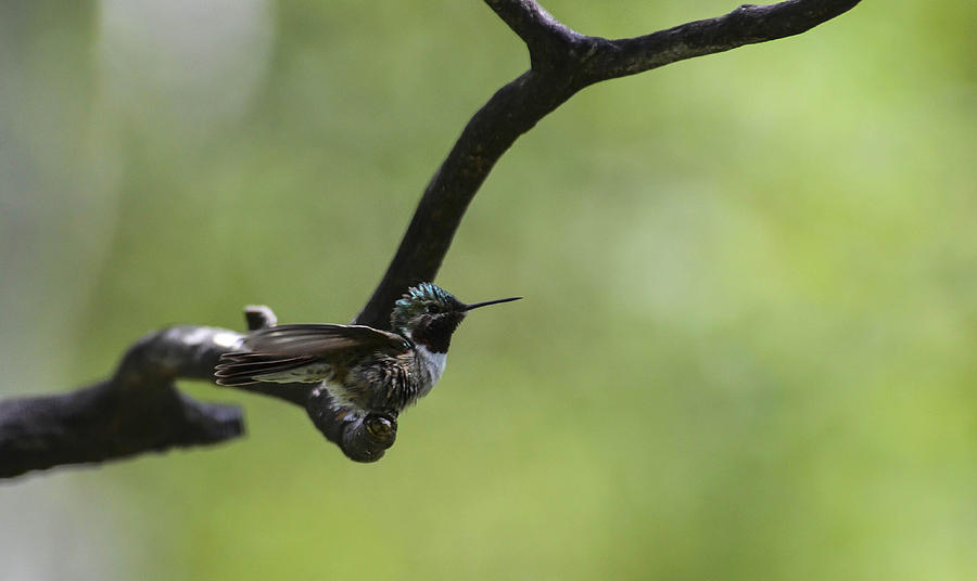 Hummingbird -WINGS- Photograph by Rae Ann  M Garrett