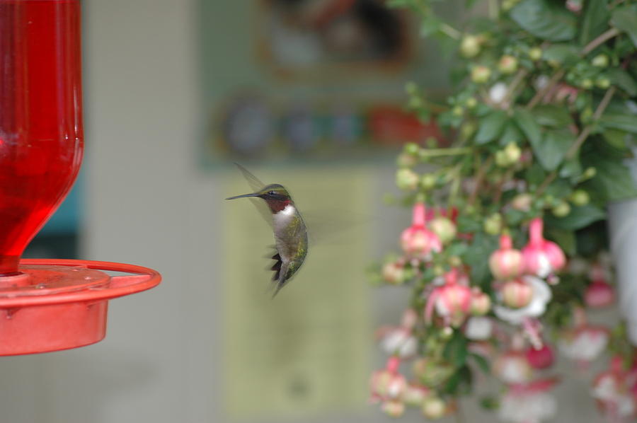 Hummingbird Photograph - Hummer by David Armstrong