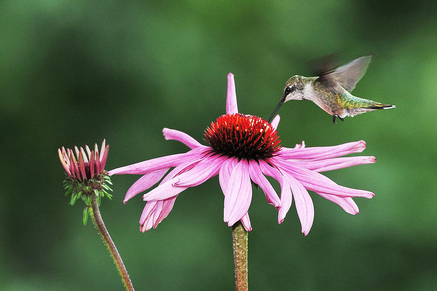 Hummer Feeding at Cone Flower Photograph by Alan Lenk