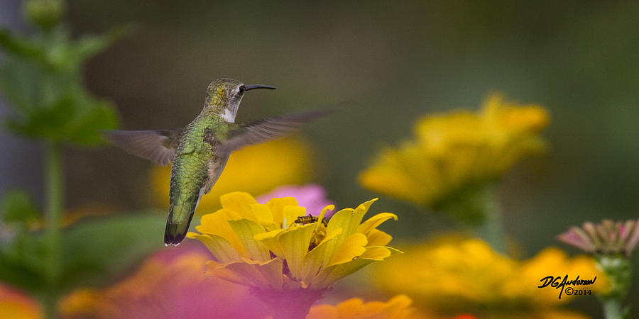 Hummer Hovering Photograph by Don Anderson
