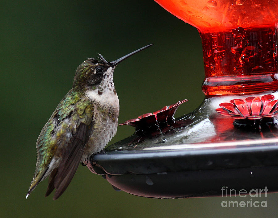 Hummer In The Rain Photograph by Douglas Stucky