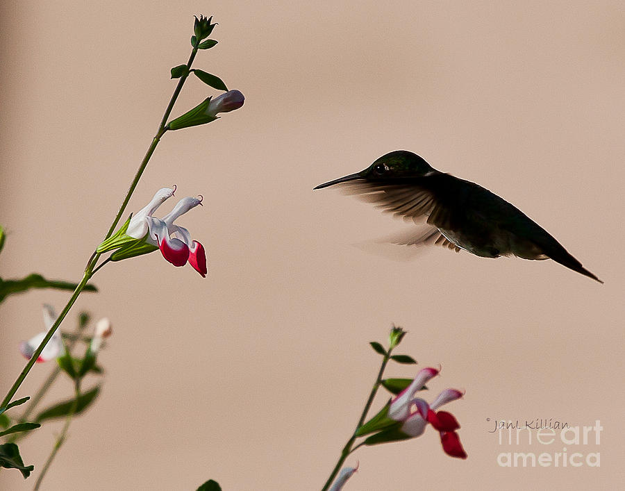 Hummer in the shadow Photograph by Jan Killian