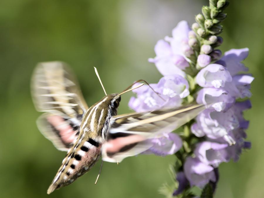 Flower Photograph - Hummer Moth 1 by Bonfire Photography