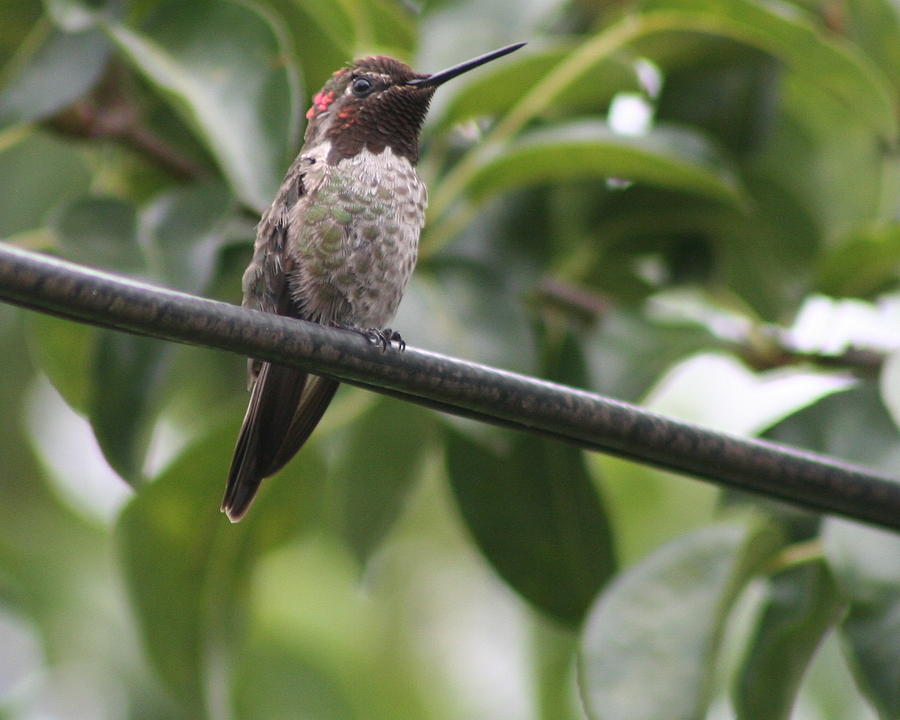 Hummer On A Wire Photograph