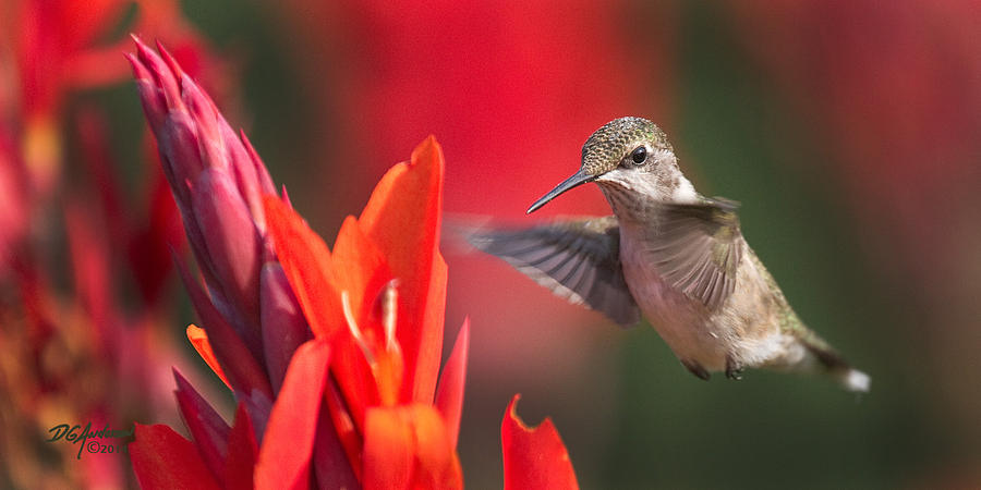 Hummer on canna Photograph by Don Anderson