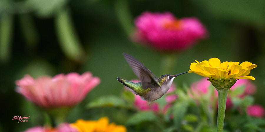 Hummer on yellow zinnia Photograph by Don Anderson