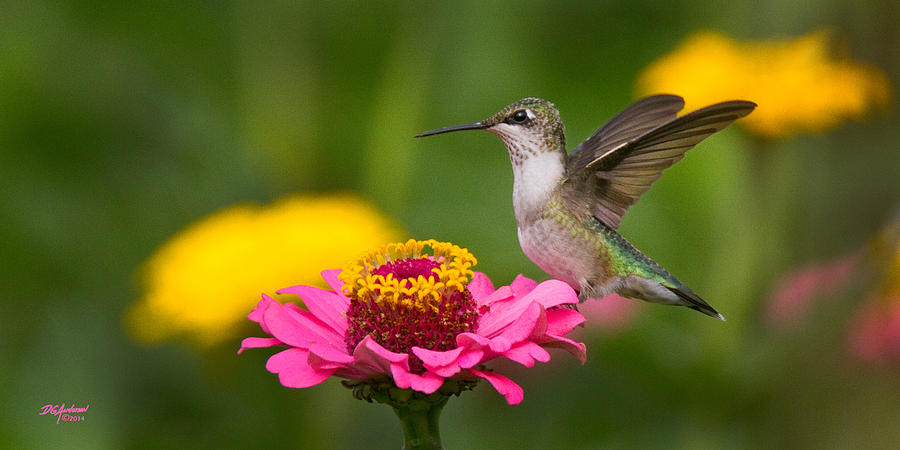 Hummer on Zinnia Photograph by Don Anderson