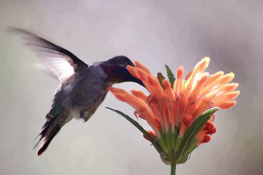 Hummer Digital Art by Photographic Art by Russel Ray Photos