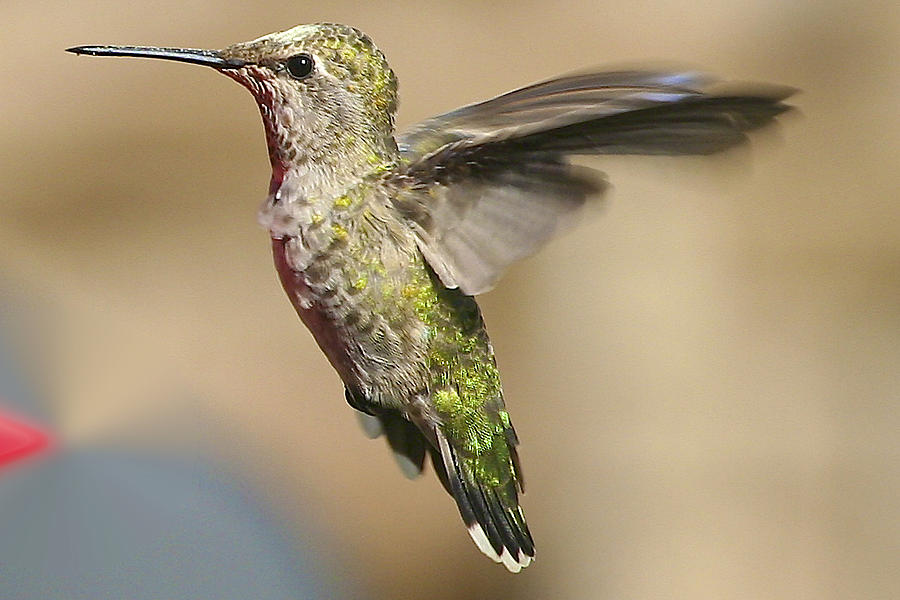 Hummer Photograph by SC Heffner