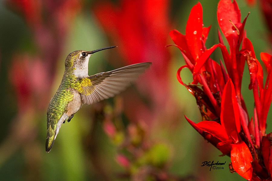 Hummer Summer Photograph by Don Anderson