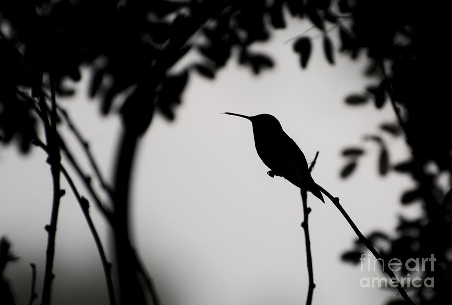 Hummer Tongue Silhouette Photograph by Living the Dream - Fine Art America