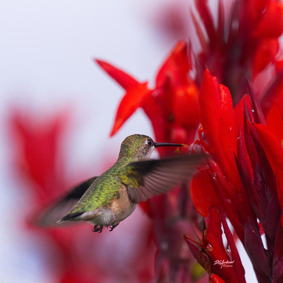 Hummer with Red Photograph by Don Anderson
