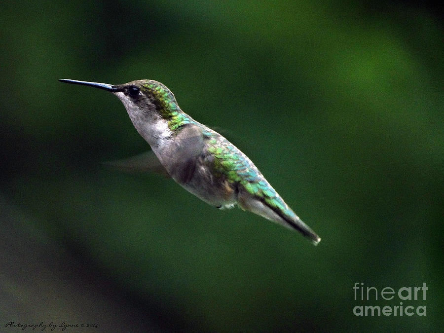 Feather Photograph - Humming Along by Gena Weiser