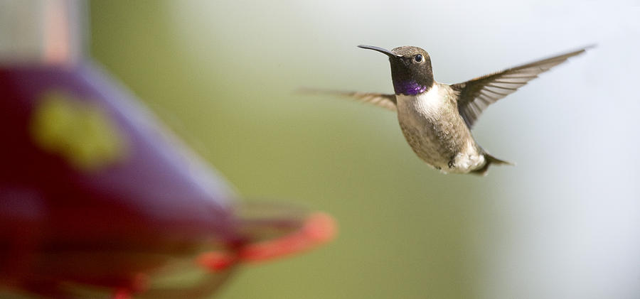 Humming Photograph - Humming Bird 1 by David Halter Humming Photograph - Humming Bird 1 by David Halter