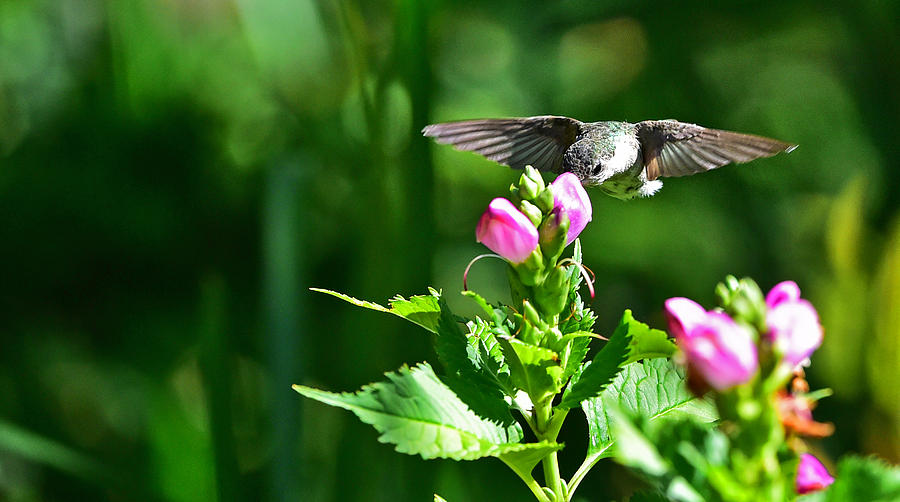 Humming bird 10 Photograph by Jim Boardman