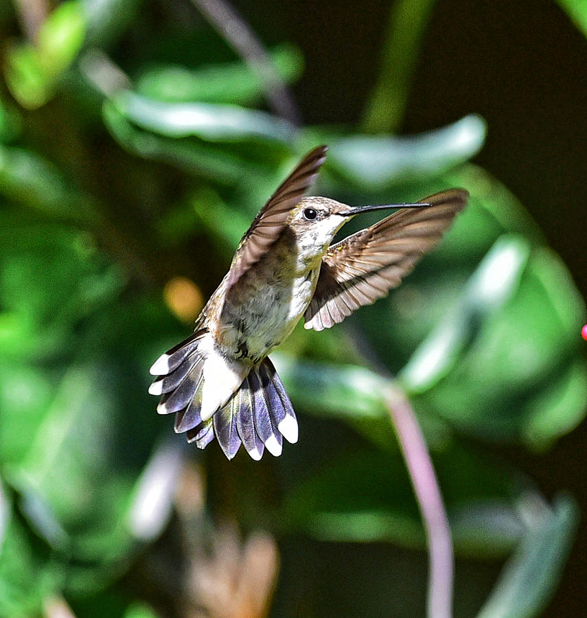 Humming bird 30 Photograph by Jim Boardman
