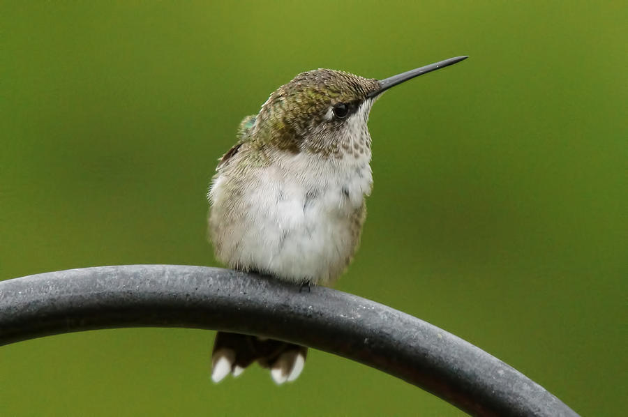 Spring Photograph - Humming Bird by Alan Hutchins