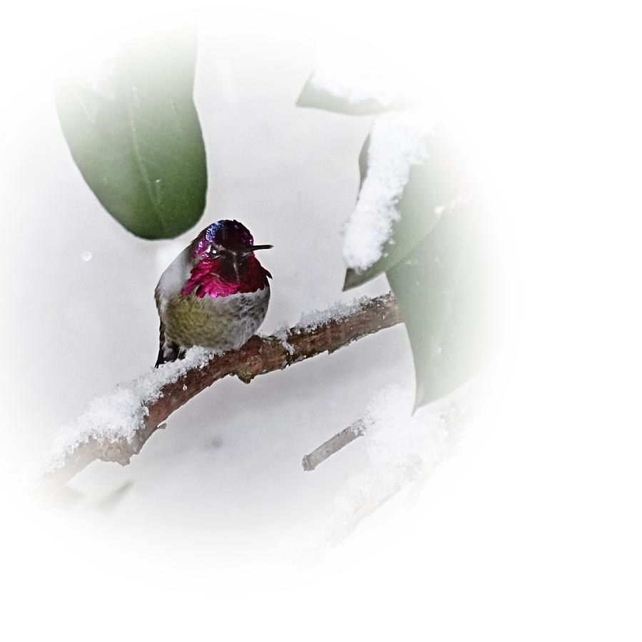 Humming Bird and Snow 2 Photograph by Nick Kloepping