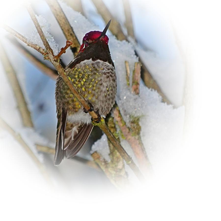 Humming Bird and Snow 4 Photograph by Nick Kloepping