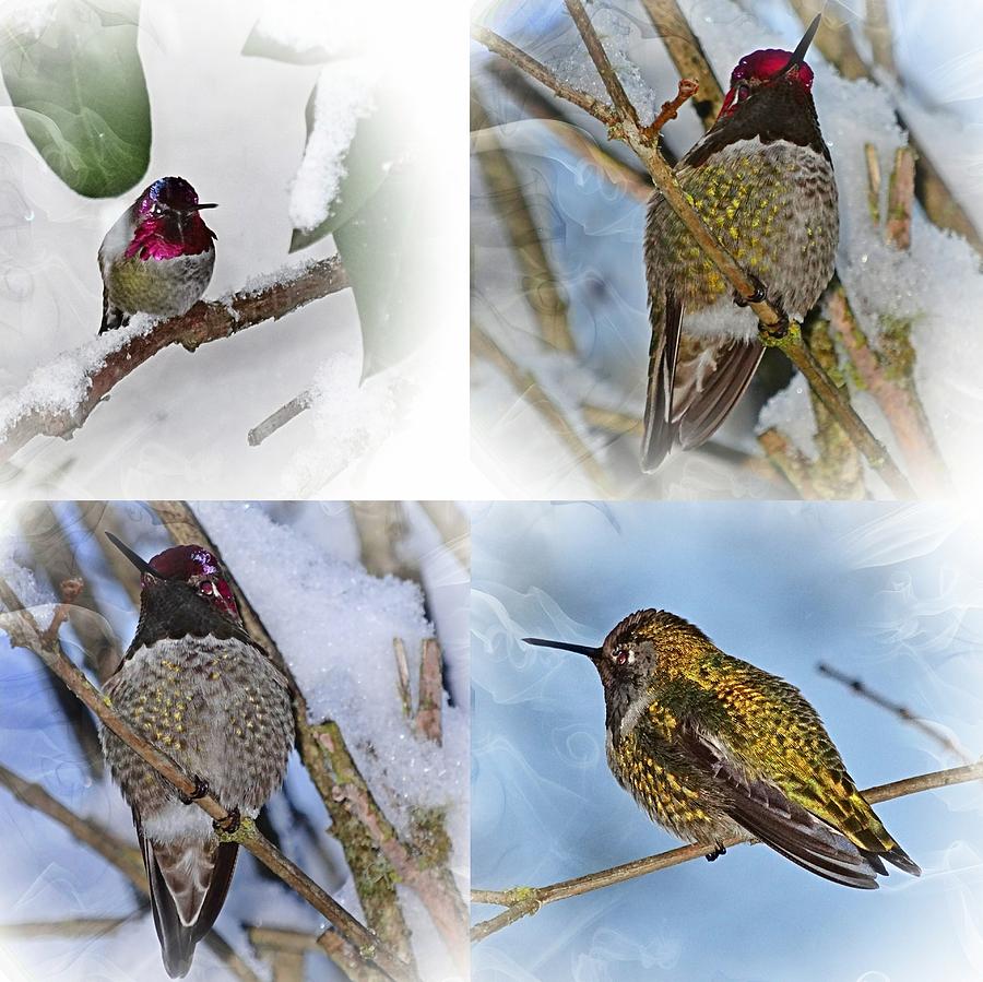 Humming Bird and Snow 4 Pack Photograph by Nick Kloepping