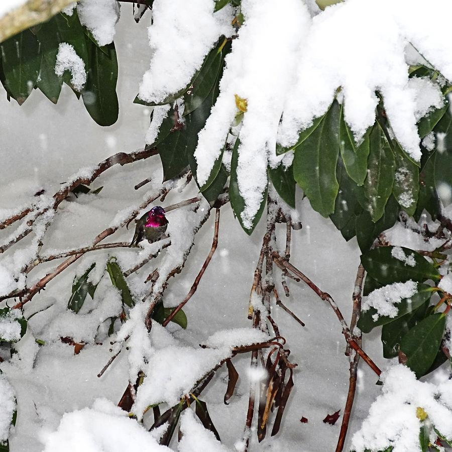 Humming Bird and Snow Photograph by Nick Kloepping