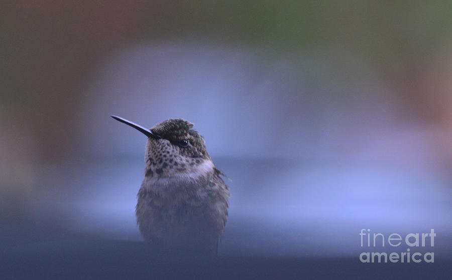 Bird Photograph - Humming Bird at Rest by Barb Dalton