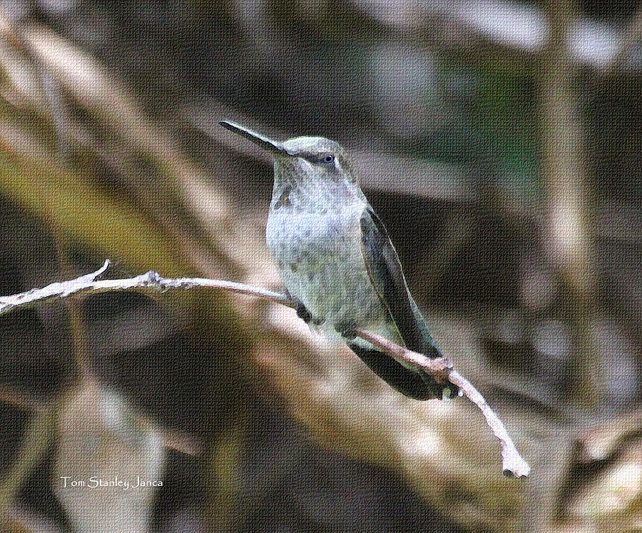 Humming Bird At The Arboretum Photograph by Tom Janca