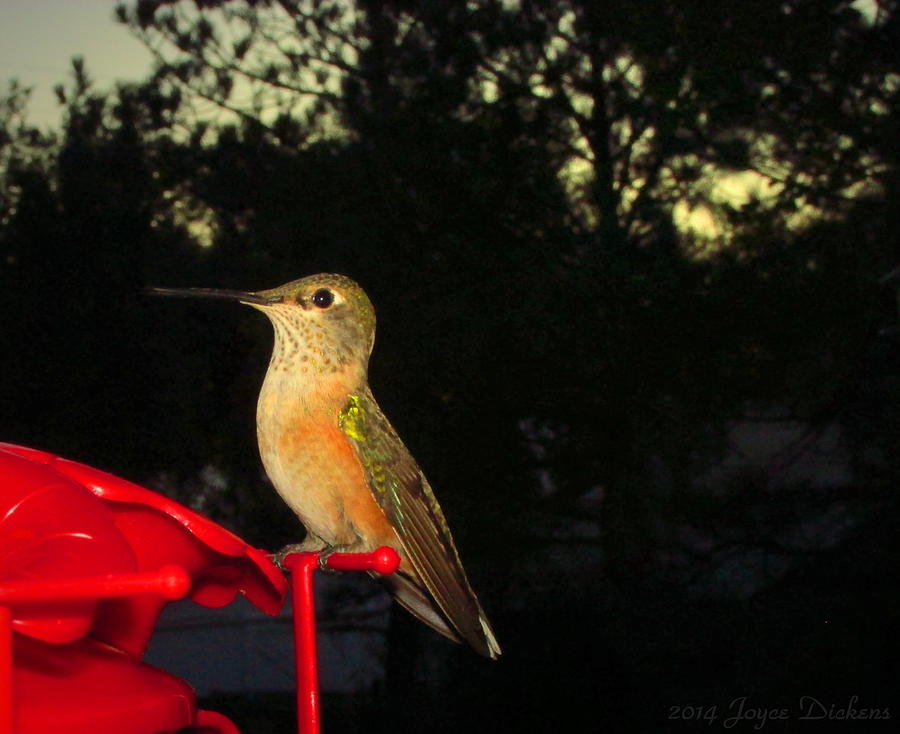 Humming Bird Beauty Photograph by Joyce Dickens