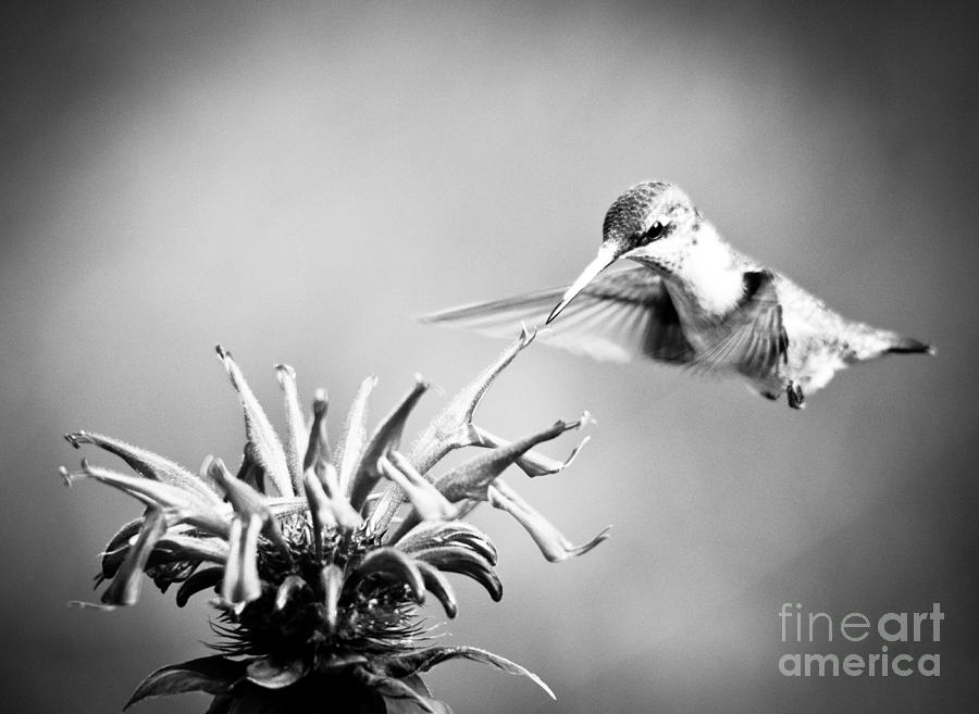 Hummingbird Black and White Photograph by Cheryl Baxter
