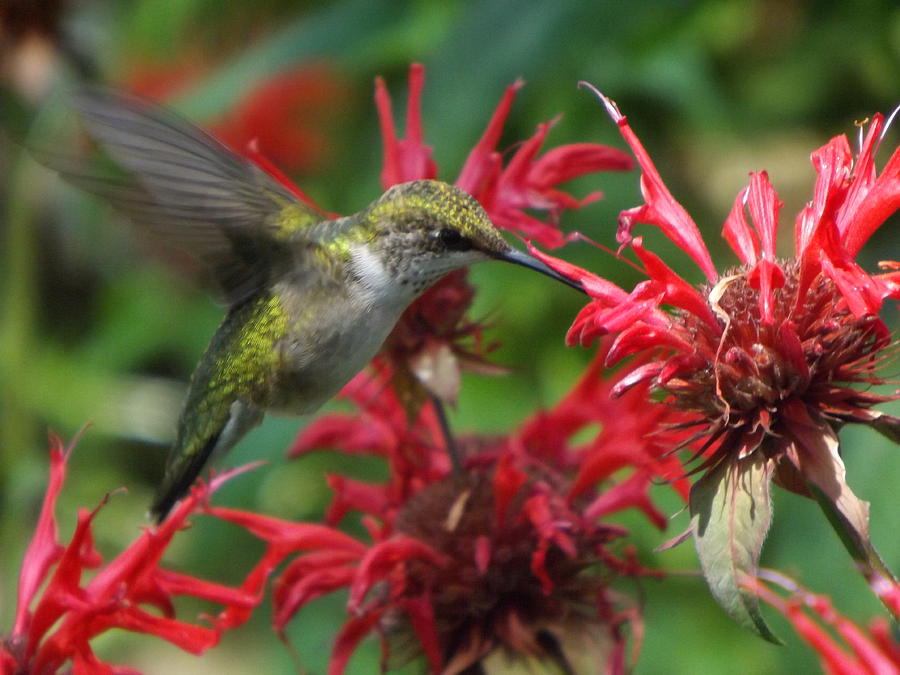 Humming Bird Photograph By Cheryl King - Fine Art America