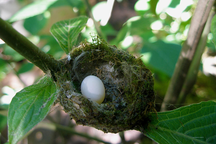 Humming Bird Egg Photograph by Brian Gilna