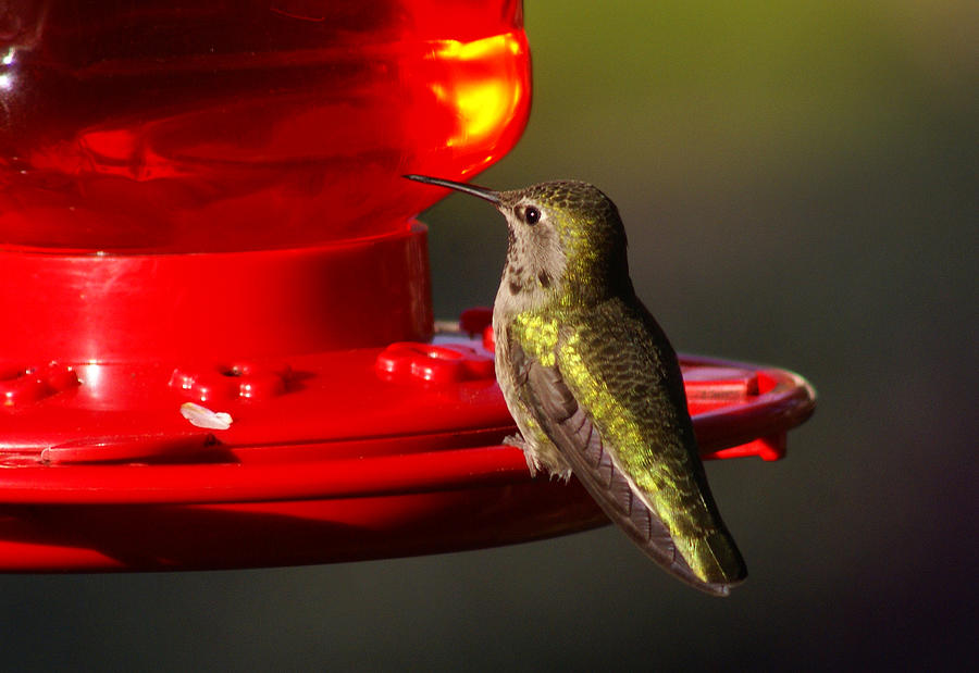 Humming Bird On Feeder Photograph by Ron Roberts