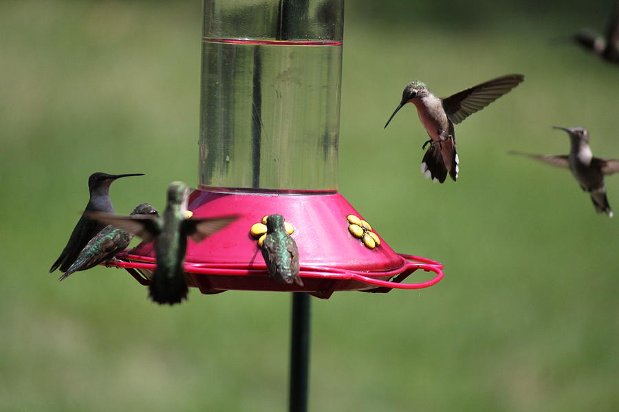 Hummingbird Photograph - Humming Bird Feeding by Charlotte Craig