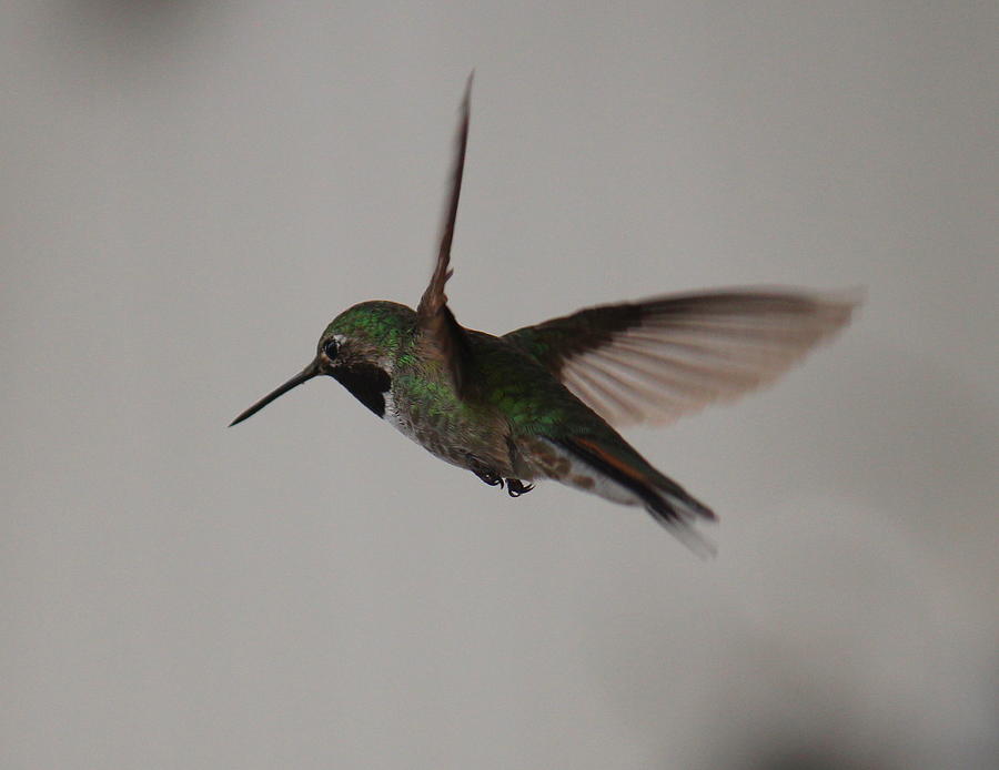 Humming Bird Flight Photograph by Trent Mallett