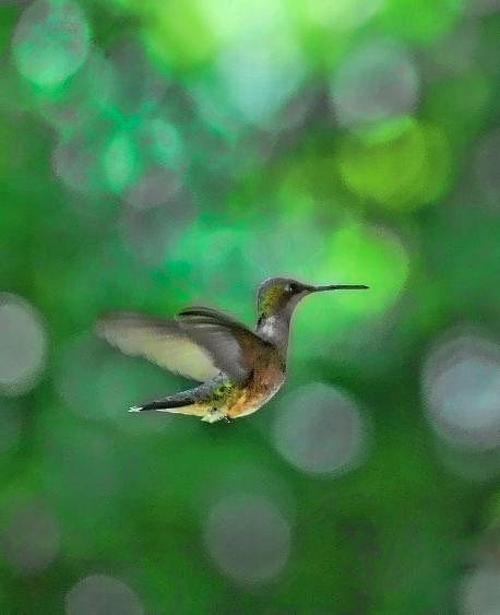 Humming Bird in Green Photograph by Jeffrey Platt