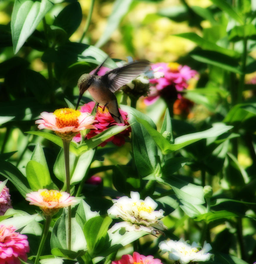 Humming Bird In The Zinnia Patch Photograph by Kay Novy
