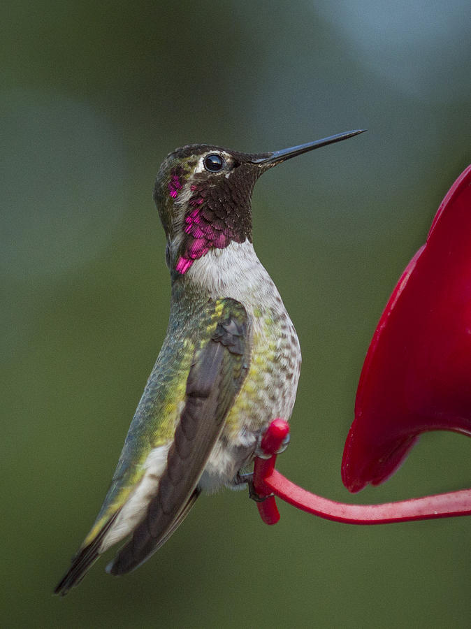 Hummingbird Photograph - Humming Bird by Jean Noren