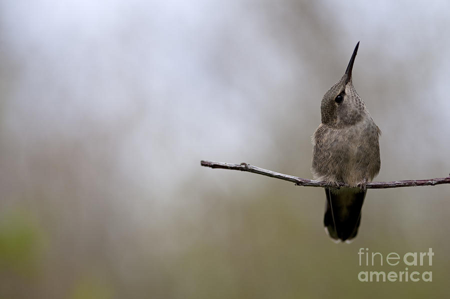 Humming bird Photograph by Jim Corwin