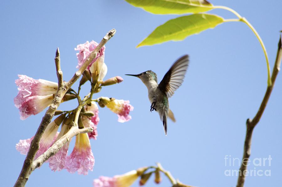 Humming Bird Photograph by Laura Forde