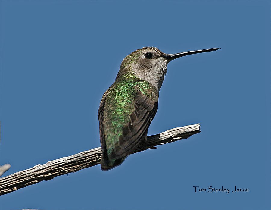 Humming Bird On A Stick Photograph by Tom Janca