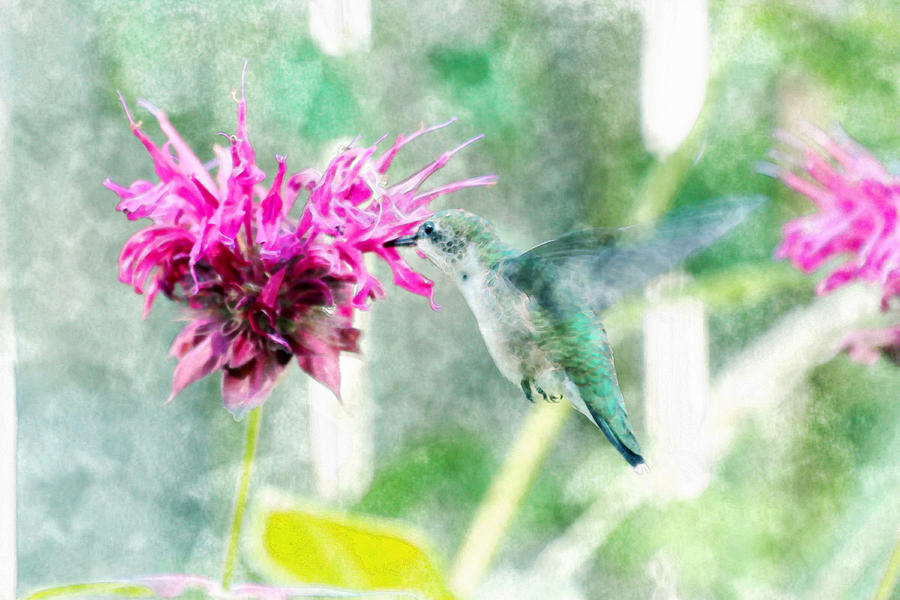Humming Bird on Bee Balm Photograph by David Stasiak