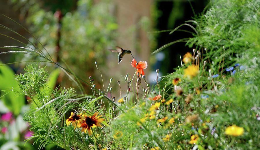 Flower Photograph - Humming Bird by Thomas Woolworth