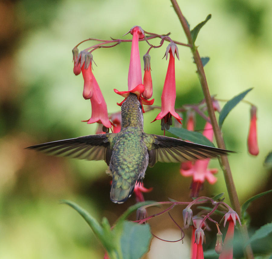 Humming in the Cape Fuchsia Photograph by Angie Vogel