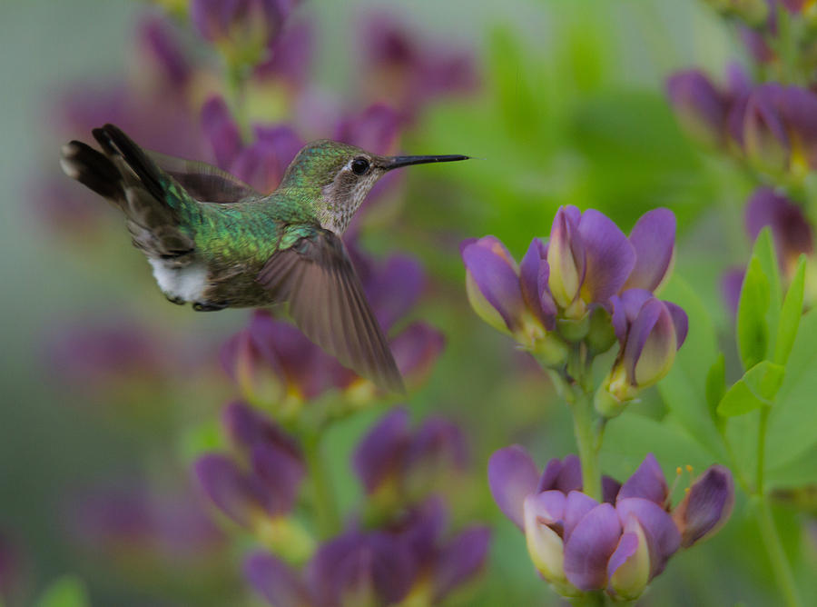 Humming in the Garden Photograph by Angie Vogel